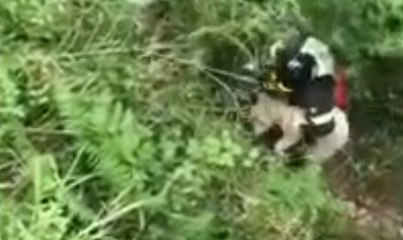 Settingiano (CZ) - Salvato pastore maremmano precipitato in un burrone (20.06.20)