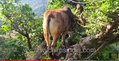 Cow climbs on to a tree trunk in search of greens! Only in India...