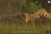 Elephants mating!