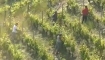 Piemonte - Braccianti agricoli stranieri sfruttati nelle vigne dell'Astigiano (20.60.20)