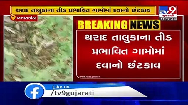 Banaskantha- Authorities on toes as swarm of locusts hit Tharad