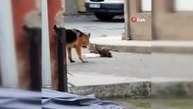 Hareketsiz yatan kediyi, başka kedi patileriyle ayağa kaldırmak için dakikalarca mücadele verdi