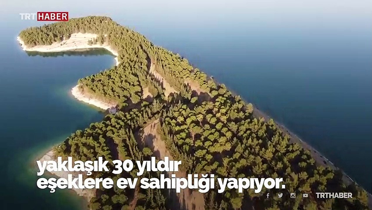 Bu adanın tek sahibi 'eşekler'
