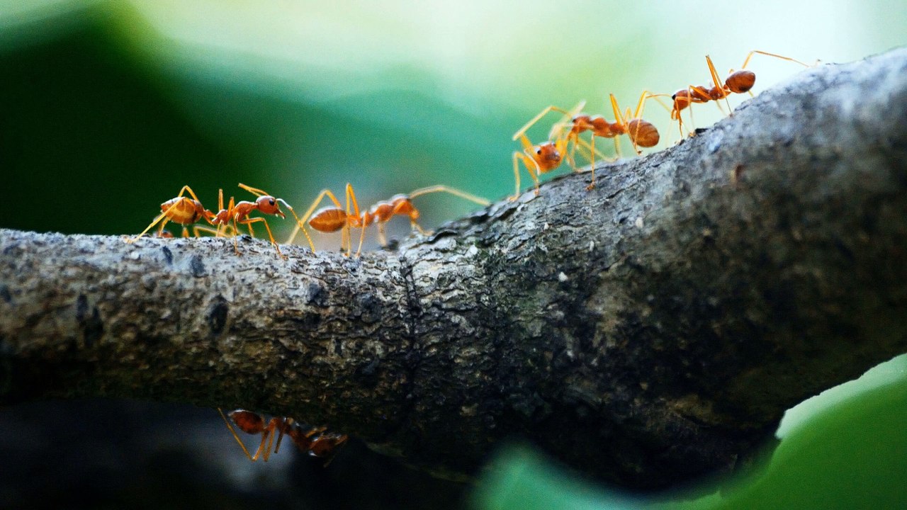 Can Ants Die From Falling?