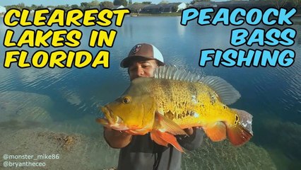 CLEAREST LAKES in FLORIDA for Peacock Bass!!!
