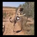 ADAMCIL VE COK SiNiRLi ANADOLU COBAN KOPEGi - VERY VERY ANGRY ANATOLiAN SHEPHERD DOG