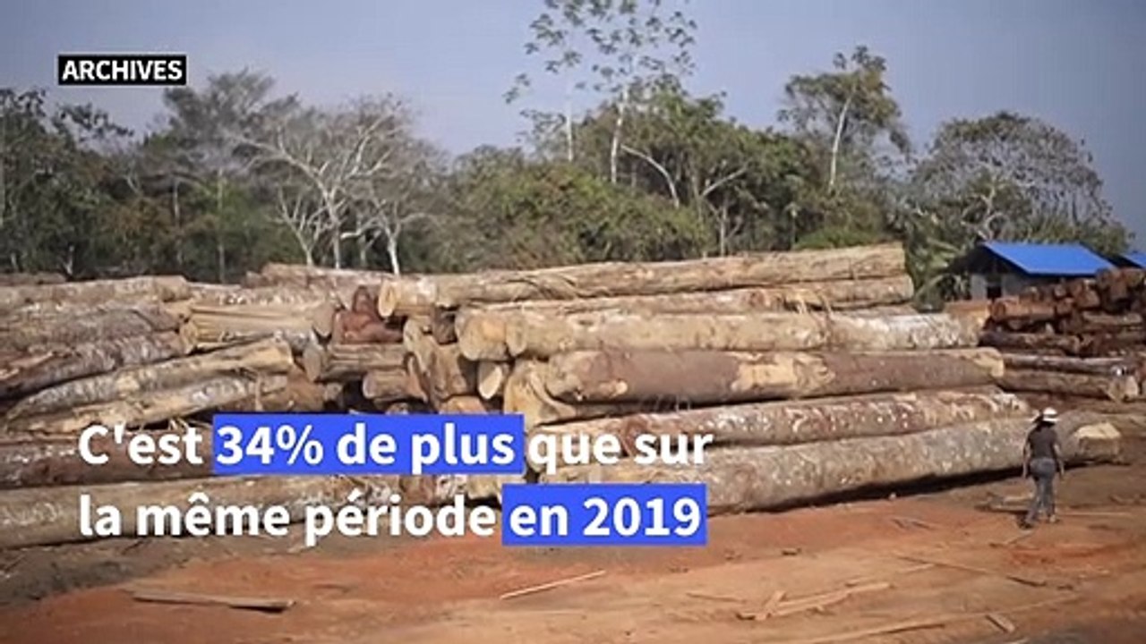 Journée des forêts tropicales: comment l'Amazonie atteint un point de non retour