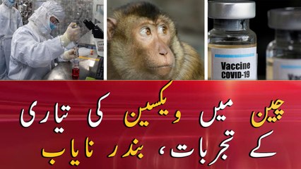 Vaccine development experiments in China, monkeys getting rare