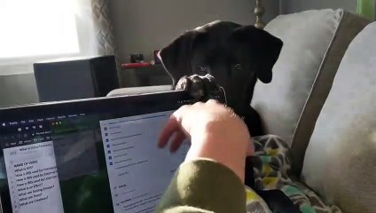 Télétravail : son chien ferme son écran d'ordinateur sans arrêt !