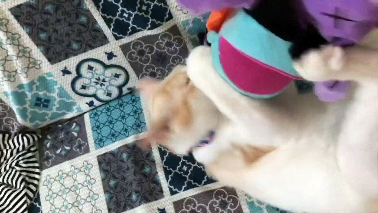 2020#37 It's been a year since Kinako came.