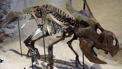 Veza e Antarktides, pas 9 vitesh studiuesit zbulojne “nenen” e saj |Lajme-News