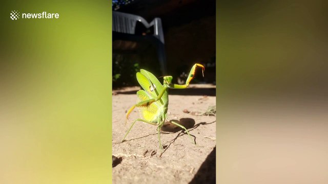 Praying mantis practices Kung Fu positions
