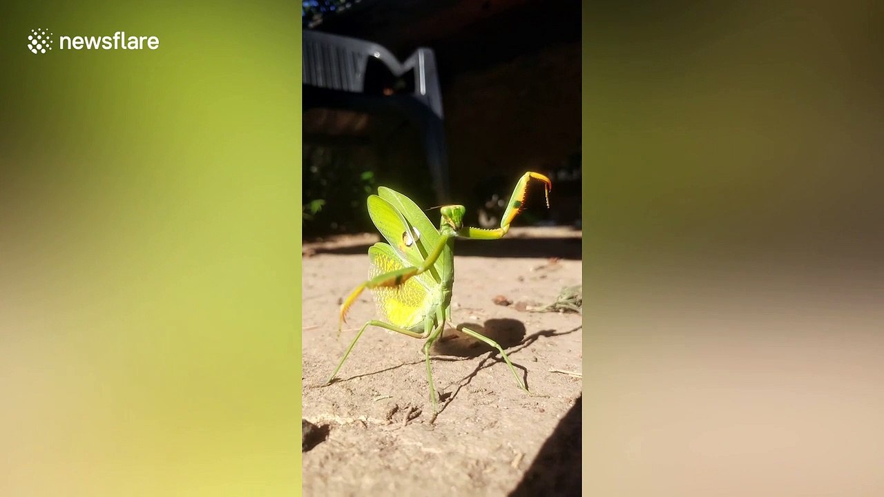 Praying mantis practices Kung Fu positions