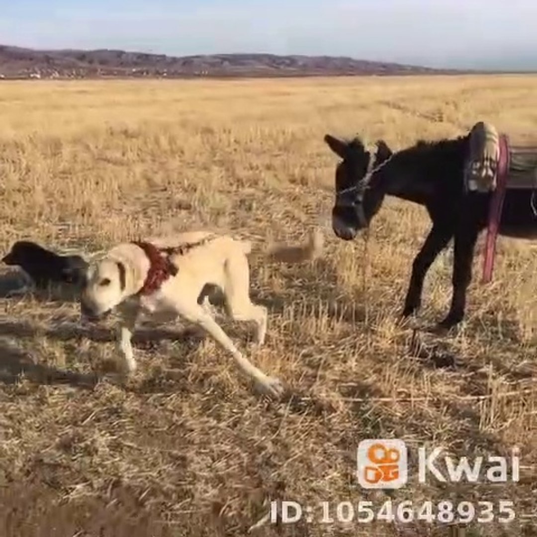 ⁣ANADOLU COBAN KOPEGi ve ESEK - ANATOLiAN SHEPHERD DOG and DONKEY