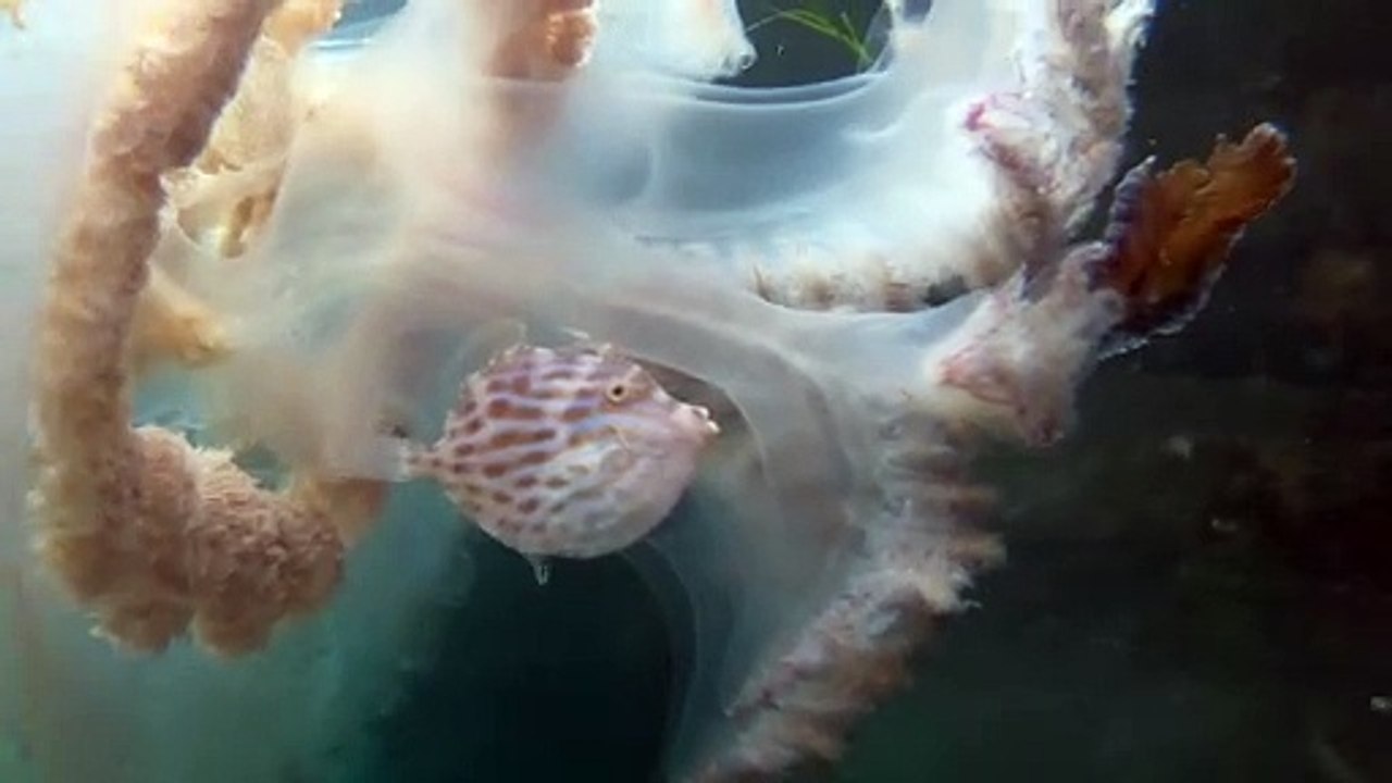 Ce poisson se réfugie dans une méduse pour échapper à des prédateurs