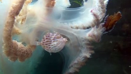 Ce poisson se réfugie dans une méduse pour échapper à des prédateurs