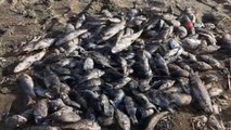 Hatay’da sahile çok sayıda ölü balık vurdu