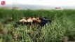 Ağrı'da bataklıkta mahsur kalan inekleri itfaiye ekipleri kurtardı