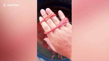 Seemingly never-ending tapeworm coils round woman's hand in Thailand