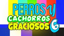 CACHORROS GRACIOSOS - PERROS HACIEDO TRAVESURAS