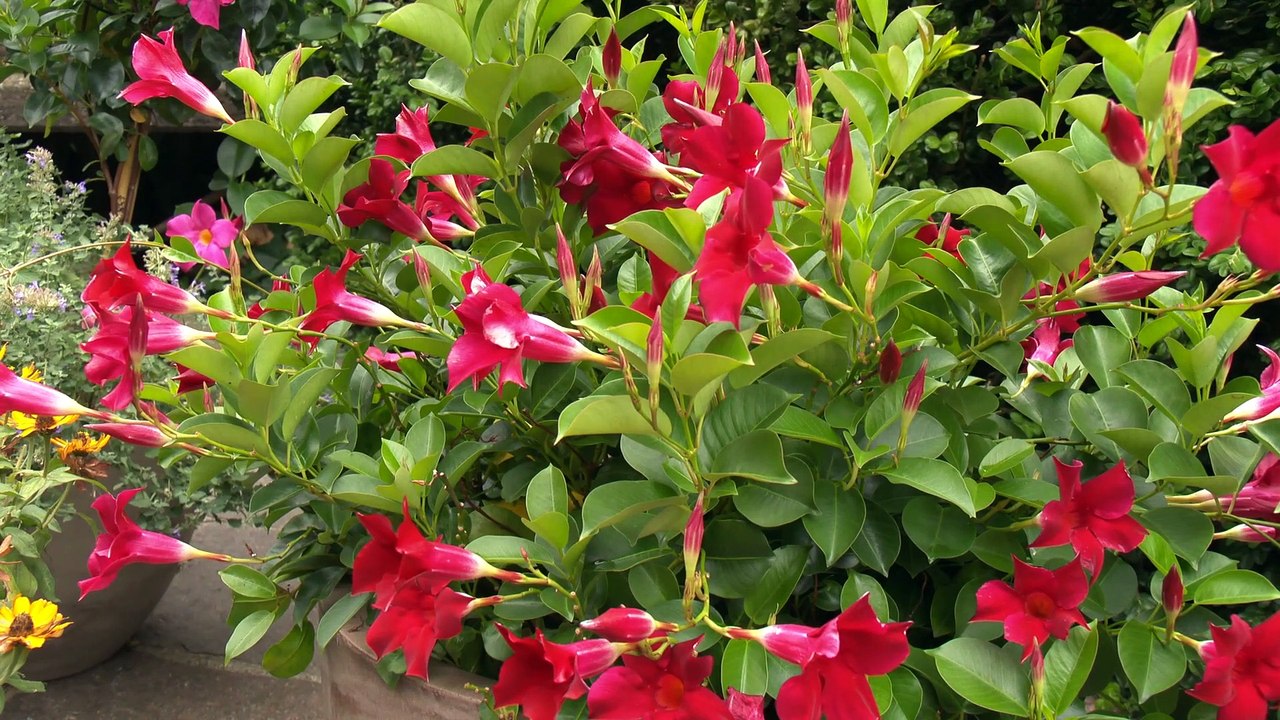 Berner Örgeliplausch - Heicho heisst