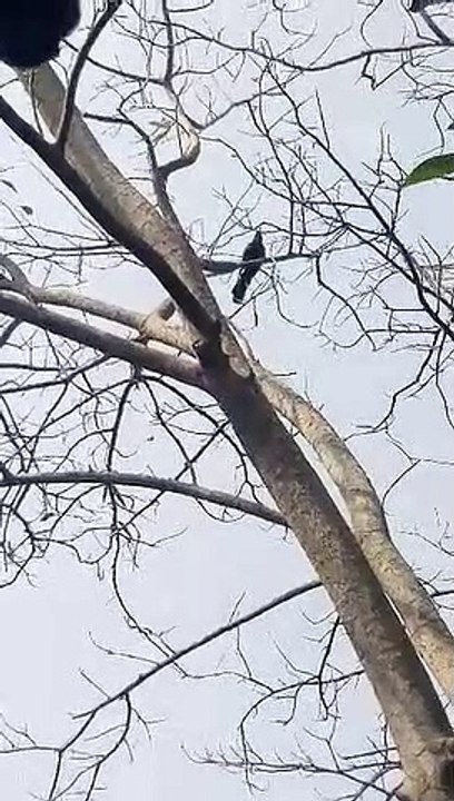 কোকিলের ডাক, বসন্ত এসে গেছে।