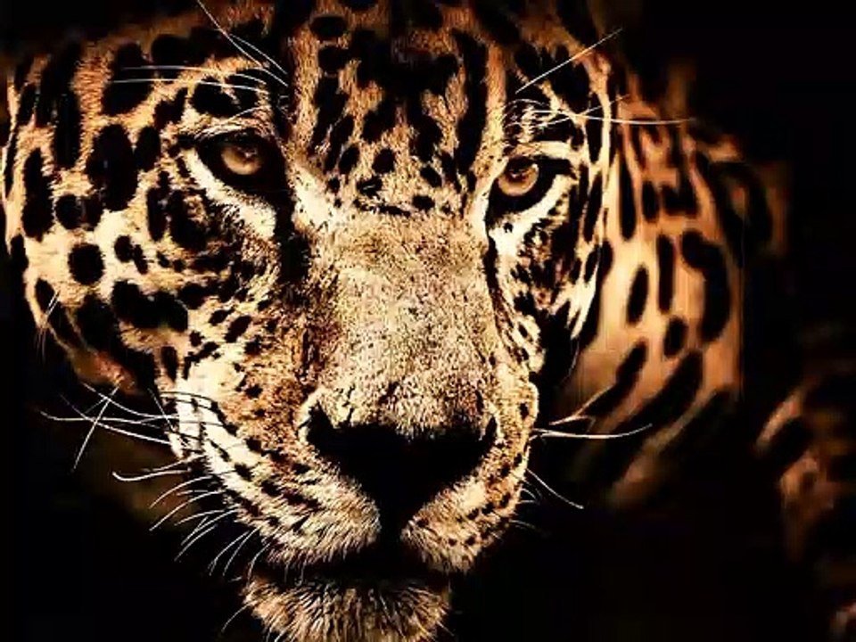 The Night Of The Jaguar