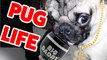Pug Life! The Funniest & Cutest Pug Home Videos Weekly Compilation _ Funny Pet Videos