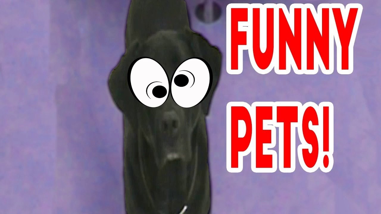 Funniest Cute Pet Home Videos of 2016 Weekly Compilation _ Funny Pet Videos