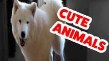 Funniest Cute Animal Home Video Bloopers _ Funny Pet Videos