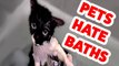 Funniest Pets Hate Taking Baths Home Videos of 2016 Weekly Compilation _ Funny Pet Videos