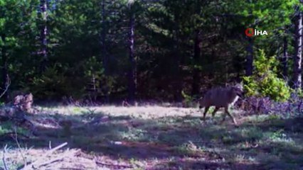 Yırtıcı hayvanlar foto kapanlarla görüntülendi