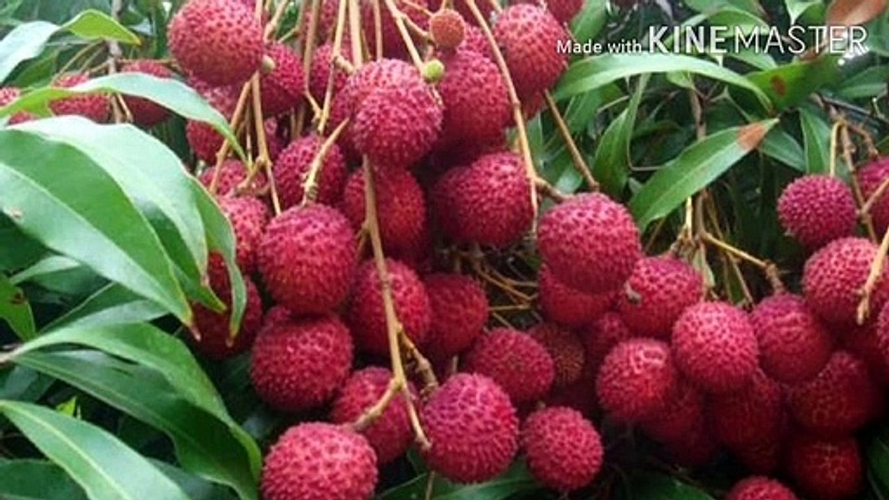 कहां फंसे PM Modi & President को litchi पहुंचाने वाले अधिकारी