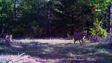 Foto kapana takılan yırtıcı hayvanlar böyle görüntülendi