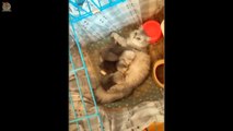 Mother Cat And Kittens  Funny and Cute Cats Compilation 2020 #1 - CuteVN