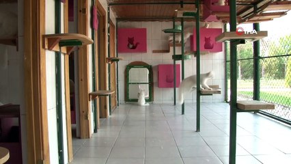 Nesli tükenen Ankara Kedisine çipli takip, labaoratuvar titizliğinde yetiştiriliyor