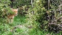 Crazy Lion Chased ,Cheetah and ,Rescue Impala, - Cobra attack ,lion  Snake ,Cobra vs Lion ,Real Fight