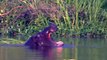 Crocodile  vs Hippo,  Wild Animals ,Fighting Hippo, Rhino Crocodile, . Animals Save, Other Animals,