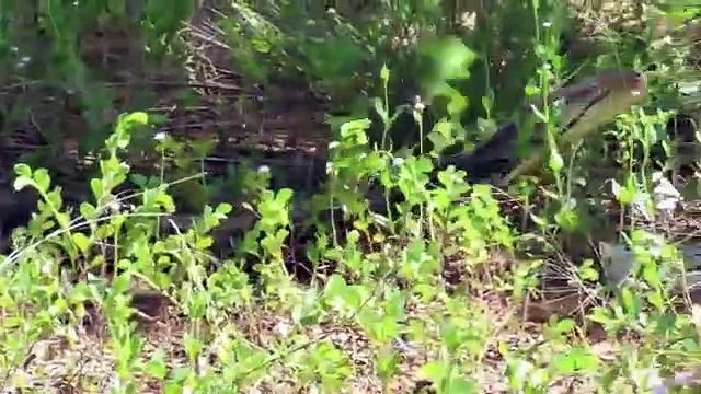 Crocodile Escape ,Giant Python, Attack Python vs Alligator, - Hunter becomes, the Hunted, Compilation