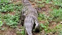 Crocodile Vs Komodo ,Dragon  Crocodile ,Stalks Komodo ,Dragon Nest  ,Crocodile Eat Komodo ,Dragon Eggs