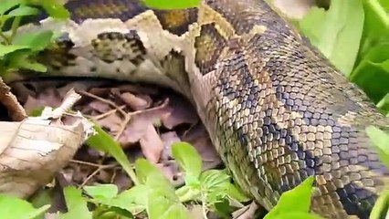 Deer vs Snake ,To Rescue Baby, Escape From ,Snake Hunt  ,Animal Saves, Another Animal  ,Animal Heroes