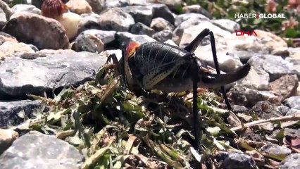 Muş'ta endişe yaratan görüntü...  Sürü halinde geldiler