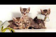 Cute cats| Cats are Cute| Cute cat videos | Cute cat funny videos|cat| Cats|kittens|three little kittens