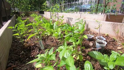 Early summer urban garden harvest