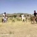 iRAN COBAN KOPEKLERi BiR ARADA ATISMA - PERSiAN SHEPHERD DOGS VS