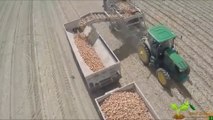 Onion Harvesting Machine - Onion Farming | Modern Agricultural Tools | प्याज काटने की मशीन