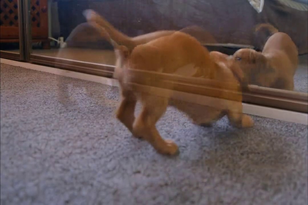 DOG| DOGS| Cute dogs| ADORABLE DOG'S FUNNY FAILURES- DOG'S DOING DOG THINGS|ANIMAL AND DOG FIGHTING VIDEO| dog and animal fighting videos | funny animal fighting videos