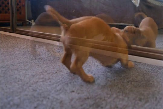 DOG| DOGS| Cute dogs| ADORABLE DOG'S FUNNY FAILURES- DOG'S DOING DOG THINGS|ANIMAL AND DOG FIGHTING VIDEO| dog and animal fighting videos | funny animal fighting videos