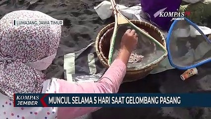 Warga Berburu Ikan Impun yang Terbawa Gelombang Pasang Laut Selatan