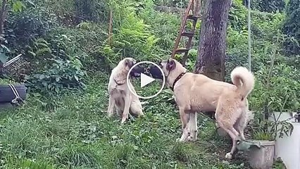 SiMiT KUYRUK COBAN KOPEKLERi - ANATOLiAN SHEPHERD DOG
